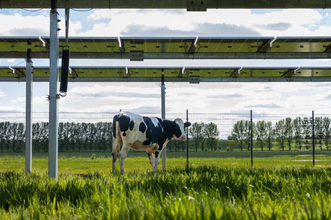 Kuh unter Solarmodulen – Agri-PV Rinderhaltung