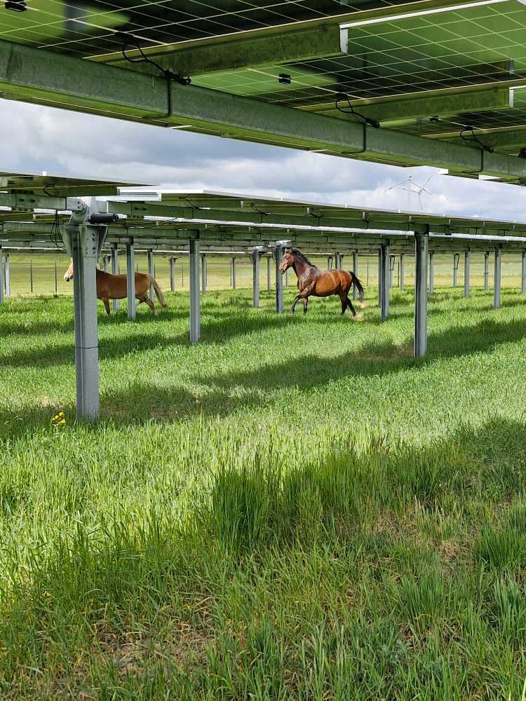 Pferde zwischen Solarmodul-Reihen – Agri-PV Pferdehaltung